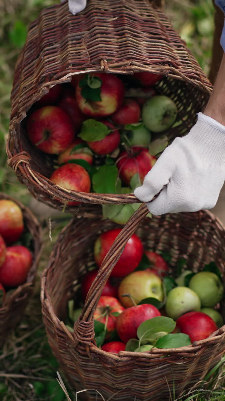 Freshly picked apples in the baskets on grass. Man takes one basket and throws apples from it to another basket. Top view. Vertical video