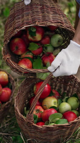freshly picked apples in the baskets on grass. man takes one basket and throws apples from it to another basket. top view. vertical video