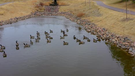 tomas de gansos canadienses salvajes durante su migración invernal en colorado