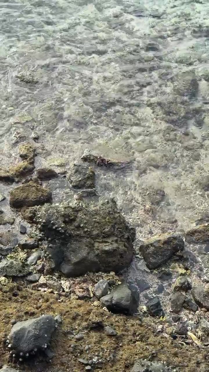 Acqua limpida e poco profonda che bagna la costa rocciosa.