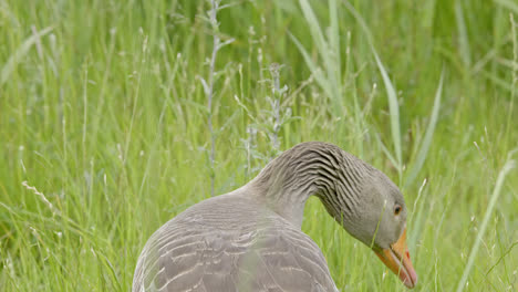 Family-of-Canadian-Greylag-geese-feeding-amongst-the-reedbeds-of-the-Lincolnshire-marshlands-and-enjoying-the-summer-sun