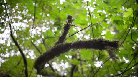 tops of trees in the rainforest