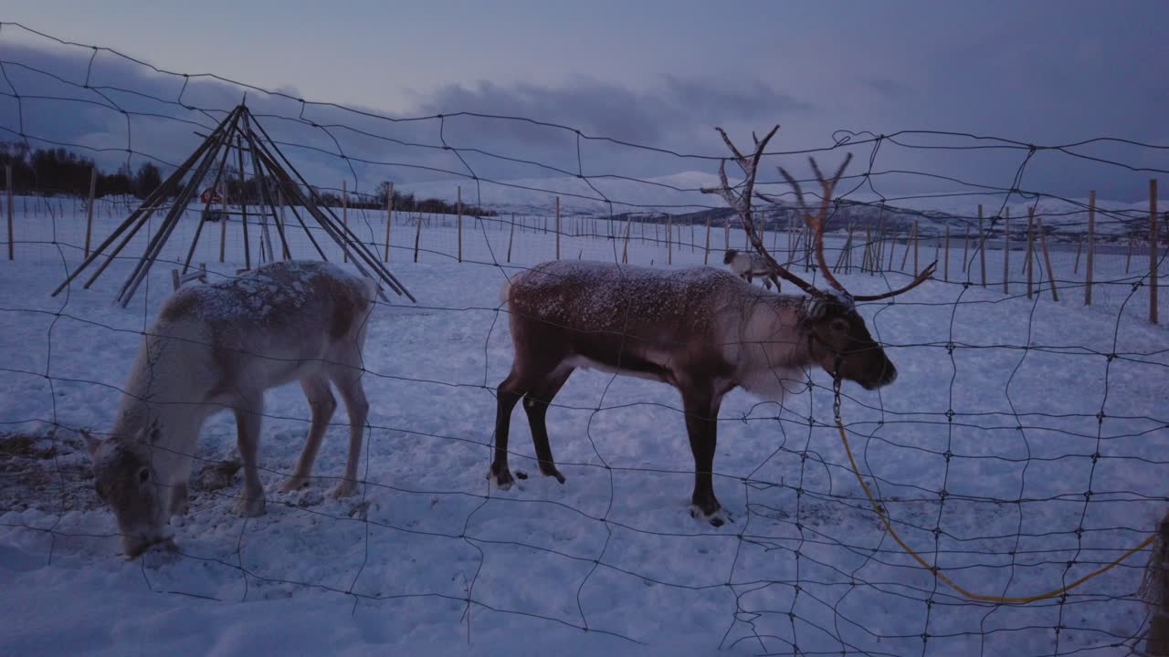 Reindeers behind a fence in a reindeer Sami camp in the mountain winter landscape, Tromso region, Northern Norway