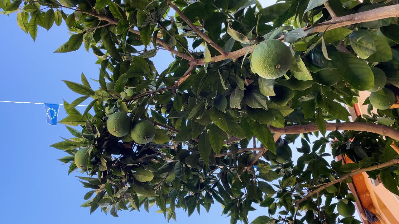 We see an orange tree where we can see that it is full of its fruits but they are not yet ripe because the oranges have an intense green color, there is a blue sky and we see a decorative flag