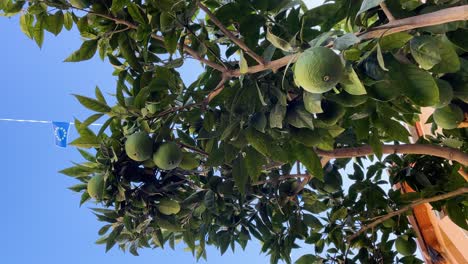 we see an orange tree where we can see that it is full of its fruits but they are not yet ripe because the oranges have an intense green color, there is a blue sky and we see a decorative flag