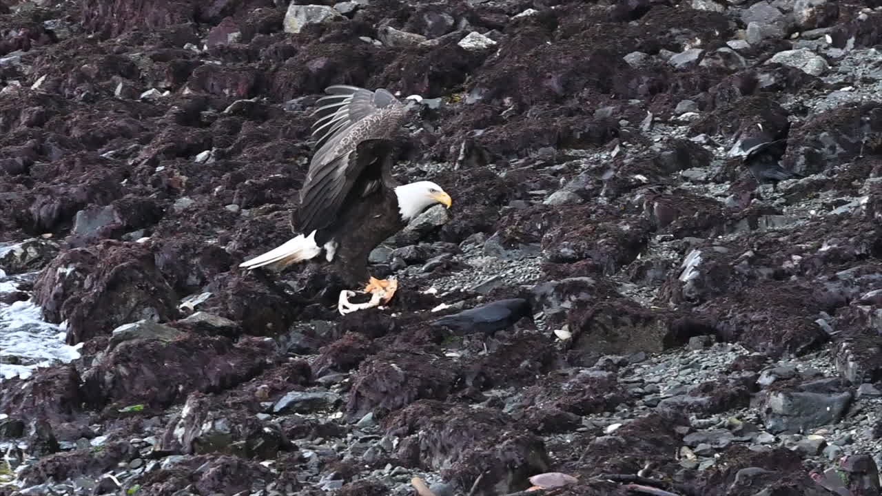 캐나다 서쪽 해안에서 머리 독수리가 새우를 잡아먹습니다. 새우를 먹으려는 까마귀를 막기 위해서요.