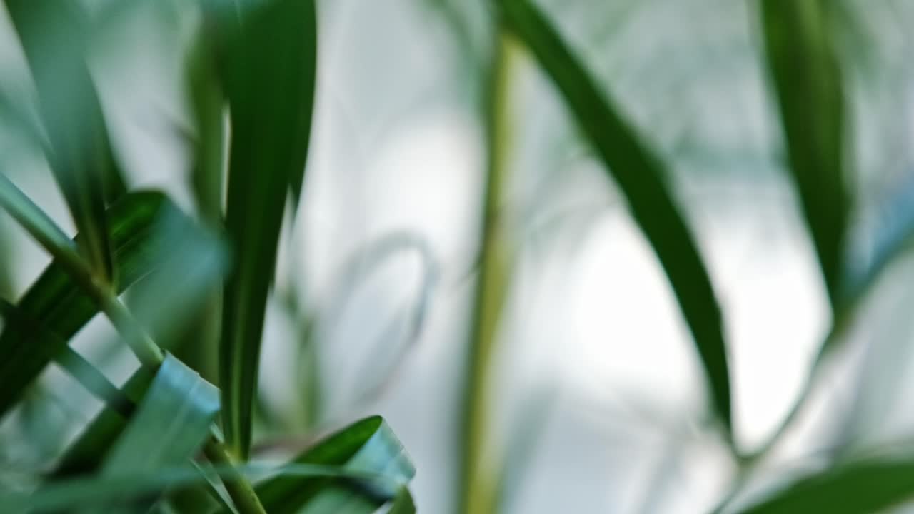 A palm plant swaying in the wind