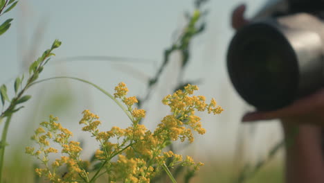 close up of camera lens aiming at yellow wildflowers in meadow as photographer captures delicate blossoms under soft daylight with tall grasses swaying around