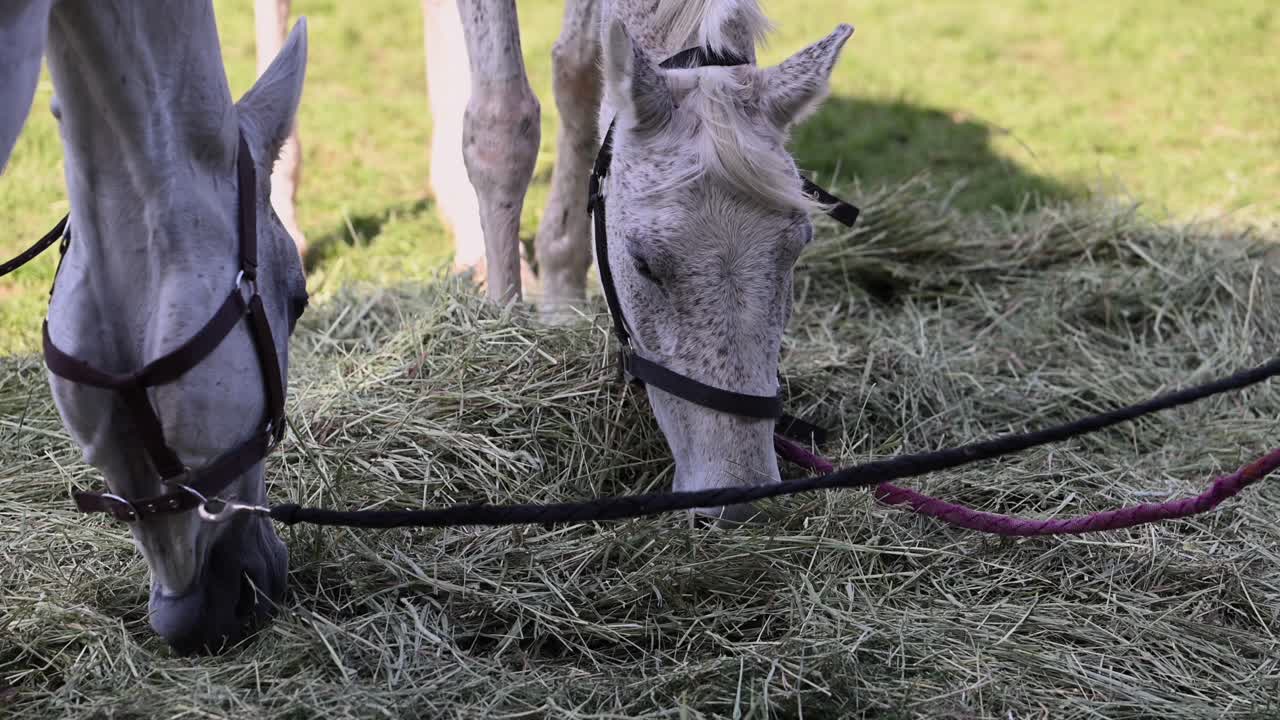 Heste spiser fredeligt græs ved International Endurance Village i UAE
