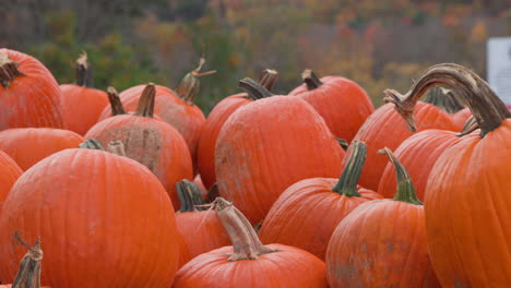 gorgeous closeup of a pile of pumpkins stacked up