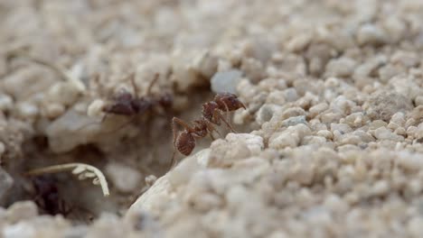 lazy worker ant cleans her antenna while other ants work in background, macro