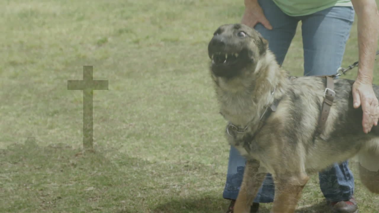 Senior woman holding leash on grassy lawn, with animated education icons guiding obedience steps