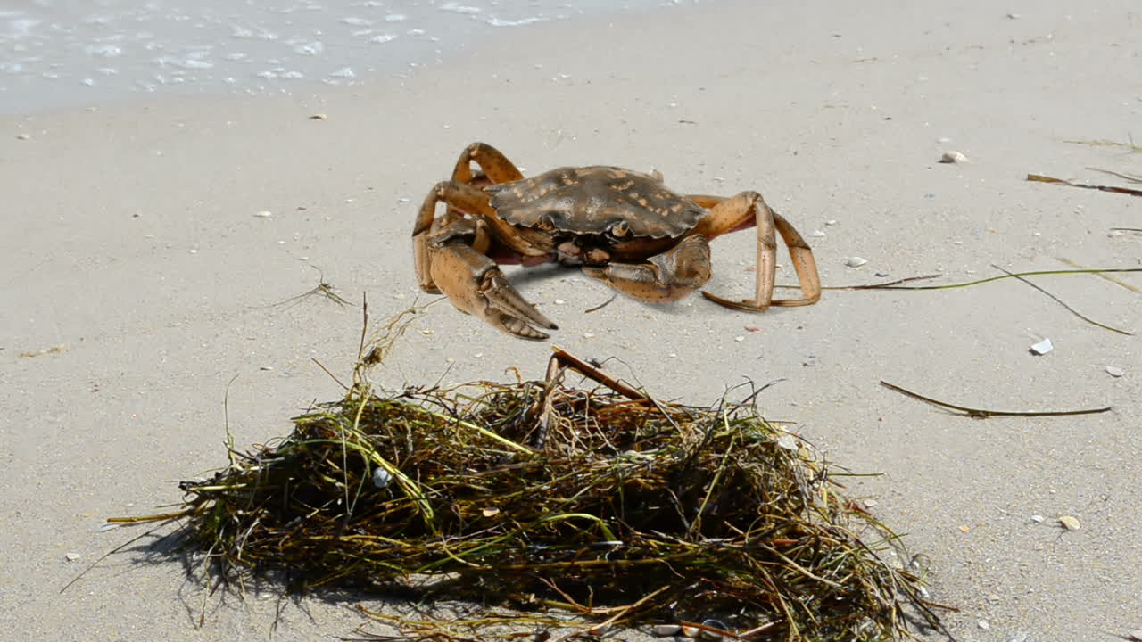 Krabbe på stranden. Fotografering på stranden.
