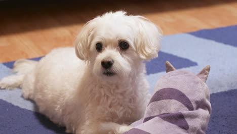 cute white dog looking at the owner while lying on the carpet his toy.