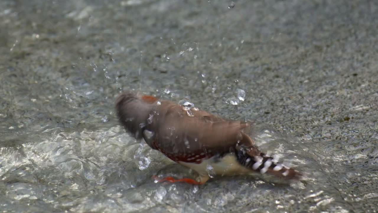A male zebra finch (Taeniopygia guttata) stands in shallow water, ruffling the feathers, taking a bath before nightfall, close up shot