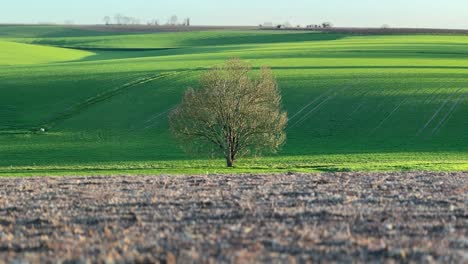 Singular-tree-in-the-middle-of-the-meadow-in-the-French-Countryiside