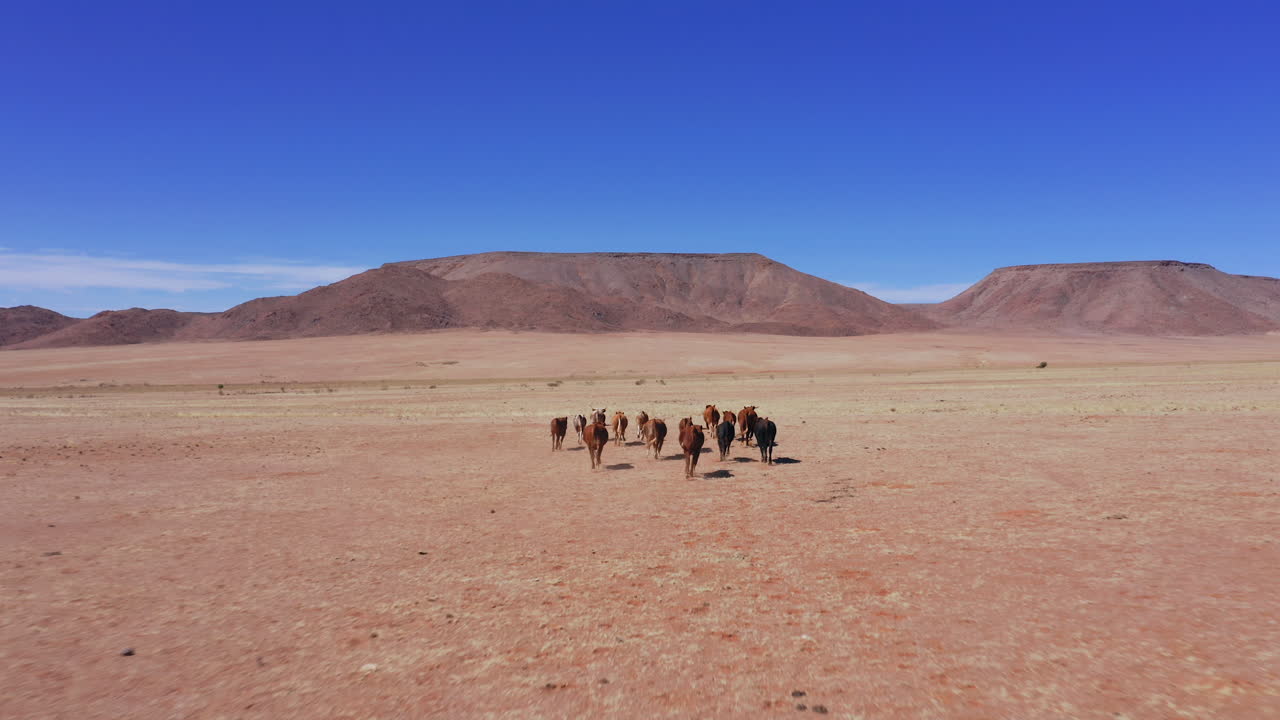 Aerial: Following a herd of brown cows running in the Namib desert