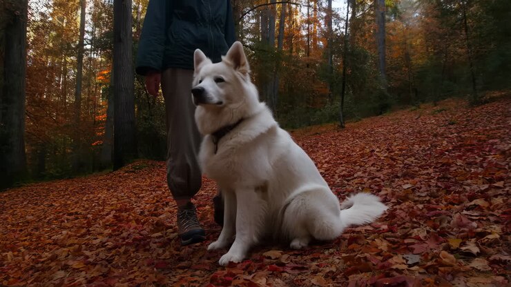 Donna che porta a spasso un cane nel bosco autunnale