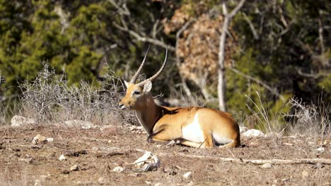 Un-Antílope-Lechwe-Rojo-Macho-Relajándose-Solo-En-Un-Día-Soleado