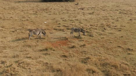 two zebra's grazing on winter grass in the wild very dry