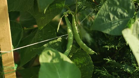 runner flageolets beans, pole beans under natural growth conditions in the garden