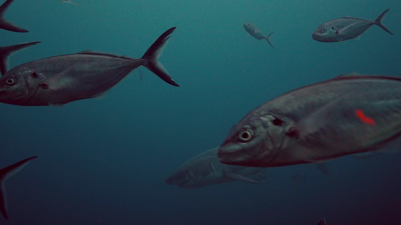 백상아리 carcharodon carcharias 해왕성 제도 남호주 4k 슬로우 모션 50fps