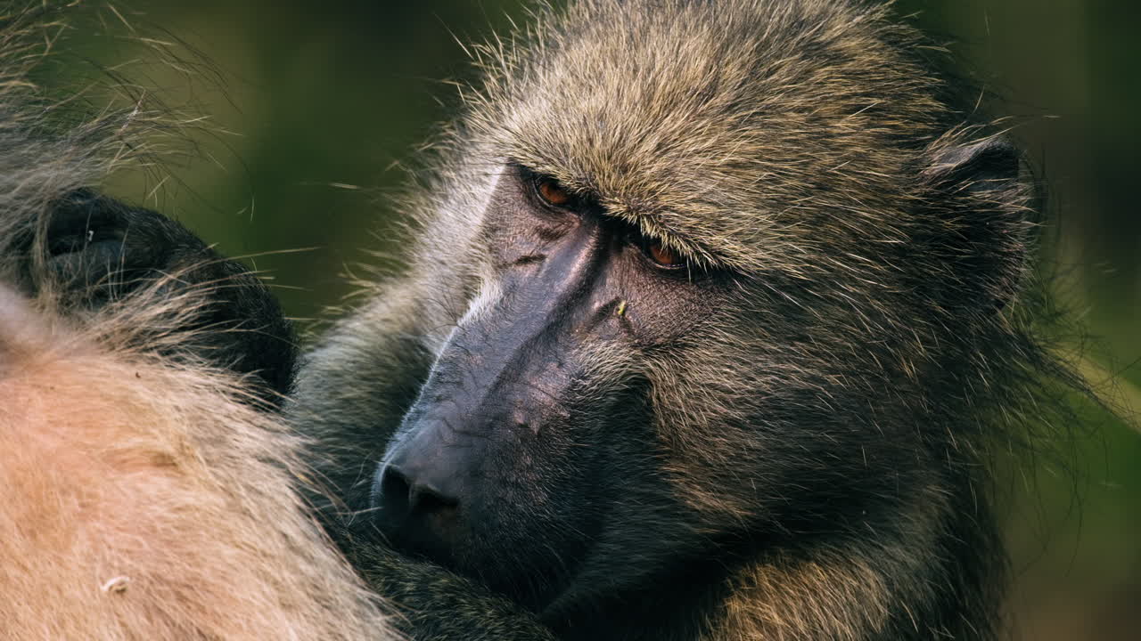 다른 원 ⁇ 이 의 몸 에  ⁇ 룩 을 찾는 바비안