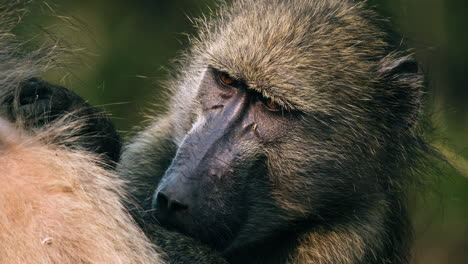 baboon looking for lice on the body from another monkey