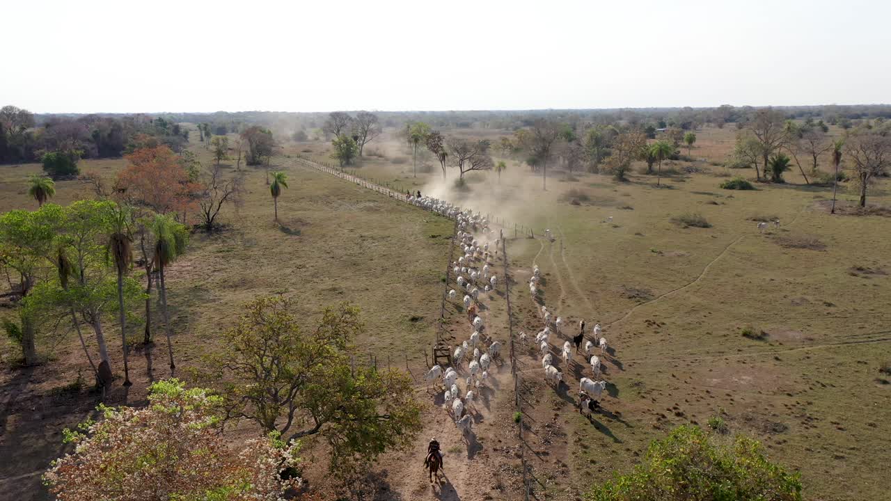 Mandriani che radunano il bestiame in una fattoria nel Pantanal meridionale.