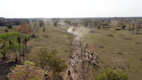 Vaqueros-Conduciendo-Ganado-En-Una-Granja-En-El-Pantanal-Sur