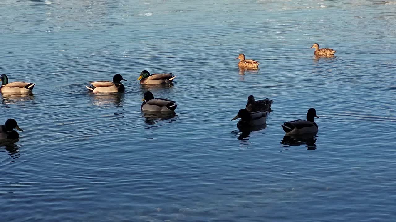 stockenten schwimmen am ufer des strandes