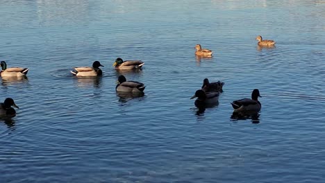 common-mallards-swimming-on-the-shoreline-of-the-beach