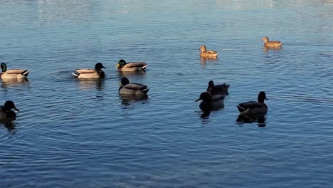 common mallards swimming on the shoreline of the beach
