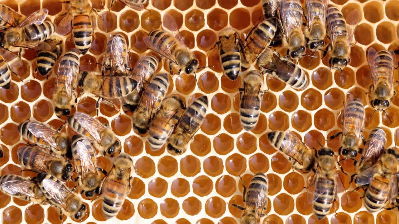 Api da miele che lavorano a stretto contatto su un favo. Le api sono note soprattutto agli esseri umani per il loro ruolo ecologico di impollinatori