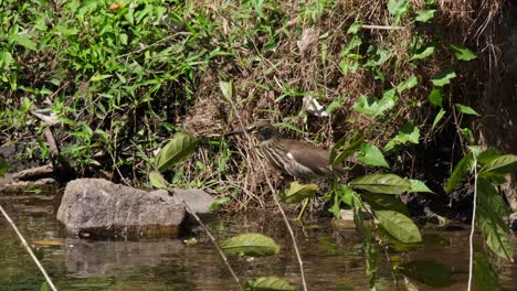 Acechando-A-Una-Presa-Que-Se-Mete-En-El-Agua-Al-Borde-Del-Arroyo,-Estanque-Chino-Heron-Ardeola-Bacchus,-Tailandia