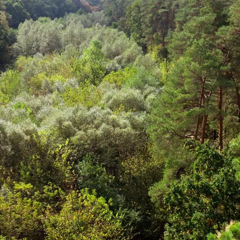 amazing picture of forest. small trees near the tall pine trees of woodland in summer. beautiful nature landscape. green scenery background. aerial view.