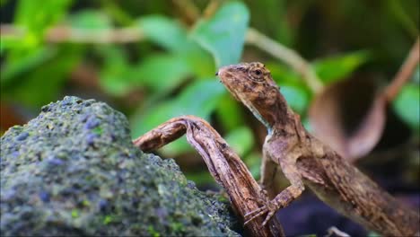 Eine-Baumeidechsenart-Aus-Dem-Stamm-Der-Agamidae