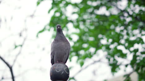 pájaro en vista del parque contra el cielo nublado. vista pacífica del pájaro sentado en la piedra.