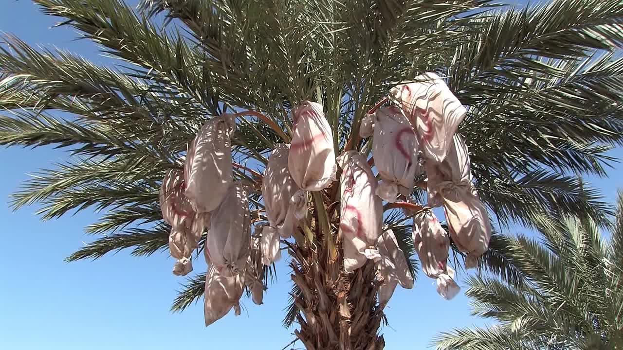 과일 보호용 가방이 있는 플라타너스