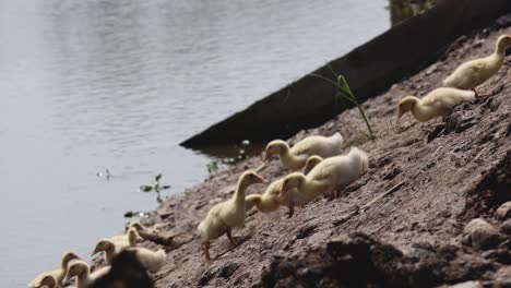 a group of ducklings ascending a muddy bank