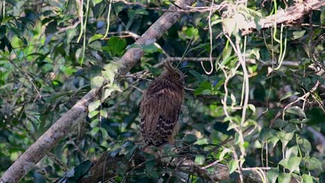 魚烏 (buffy fish owl) 是一個大型烏,但卻是四種烏中最小的