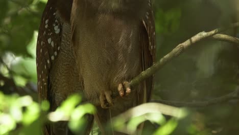 hermoso par crested búhos cámara lenta inclinación hacia arriba tiro revelador