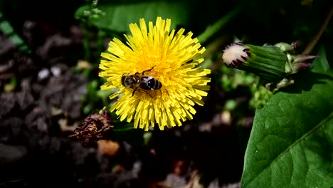 bee collecting pollen from yellow flower