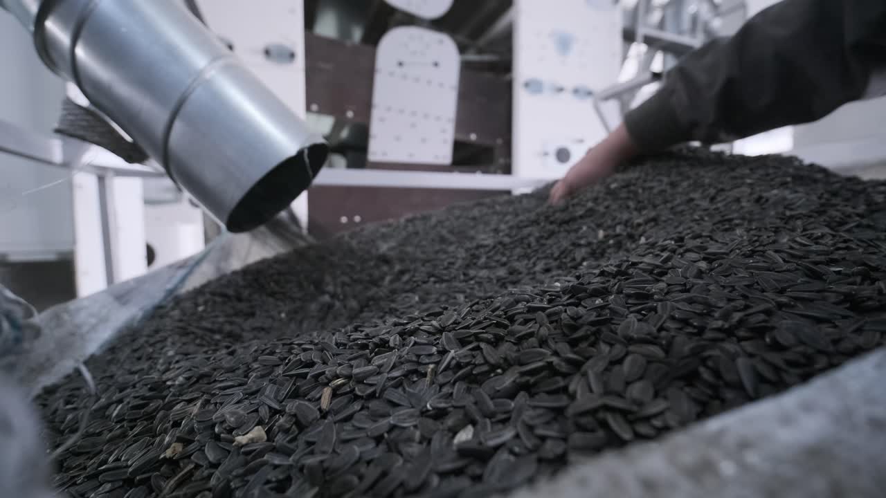 muchas semillas. semillas de girasol máquina de hornear. mover las semillas de gira-sol fritas salen de la máquina. producción de alimentos