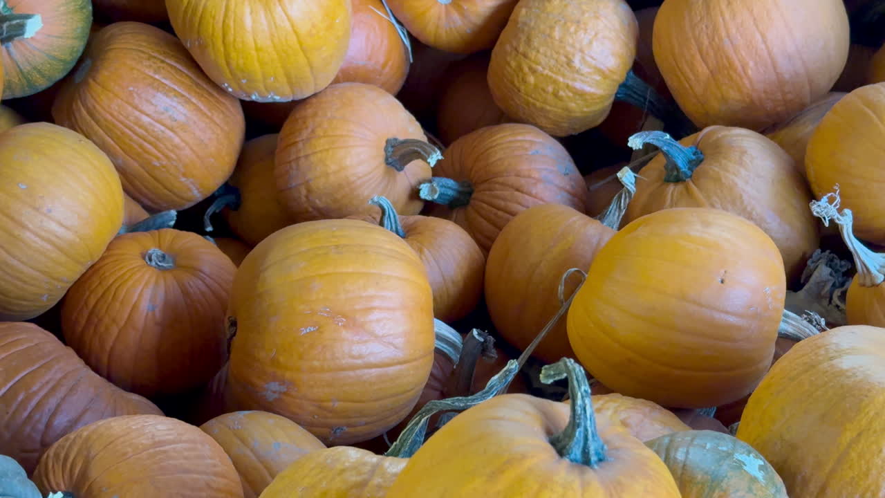 A rustic collection of bright pumpkins freshly picked from the field