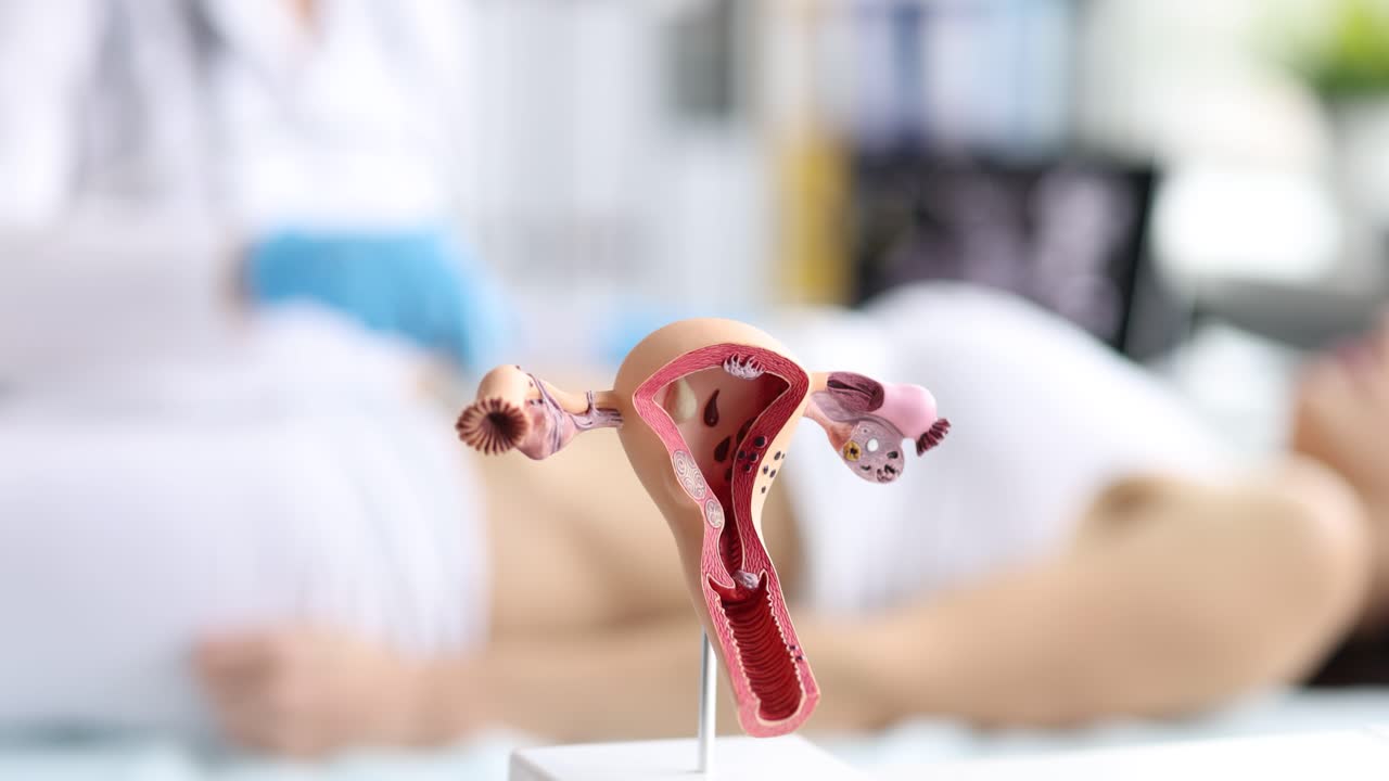 Modelo anatómico del sistema reproductor femenino en una clínica médica