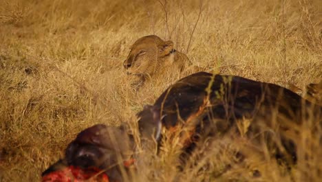 Löwin,-Die-Sich-Nach-Der-Jagd-In-Der-Nähe-Von-Büffelkadaver-Hinlegt