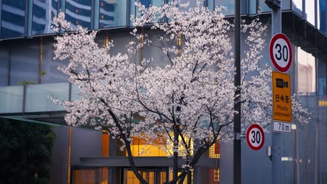 cherry blossom in the street of gangnam in seoul, south korea. - static shot