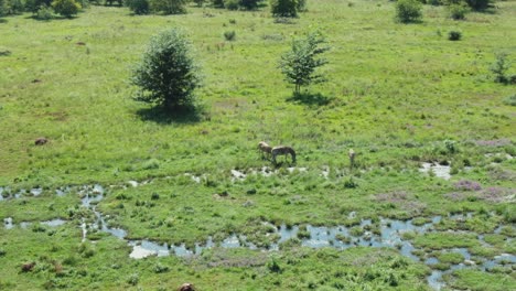 Zebra-drinking-from-water-spilling-from-the-ground-in-the-wild-birds-flying-around-them