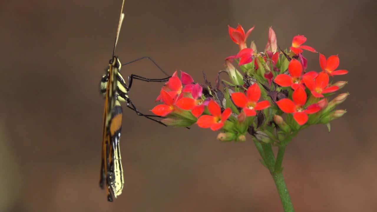 una mariposa de alas largas de tigre posa en una flor